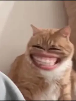 cat meme 