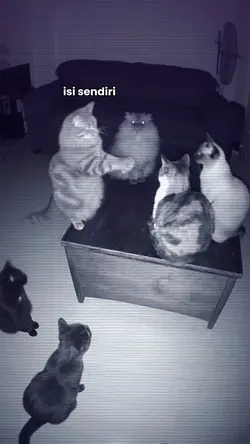 jj kucing ngobrol
