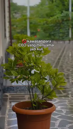 kawasan para CEO