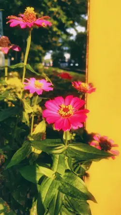 dreamy filter 