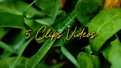 5 Clips Videos