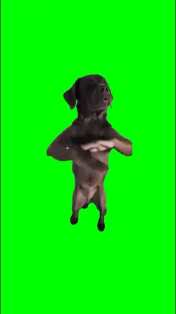 if you grab me dog