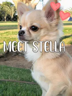 Meet My Pet 🤍