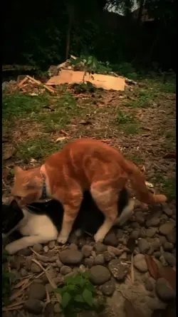 Kucing kawin