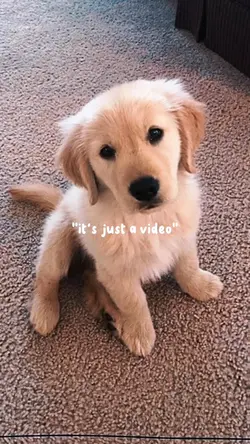 puppytok