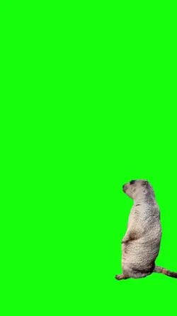 Green screen 
