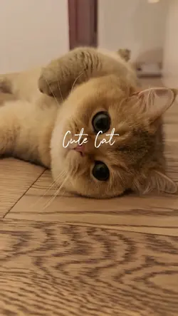 Cute Cat