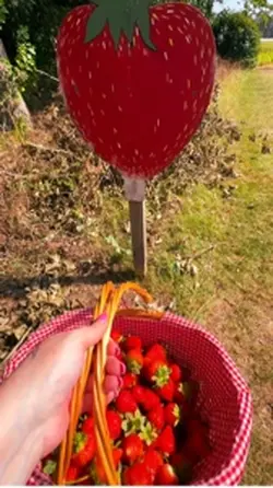 Strawberry 