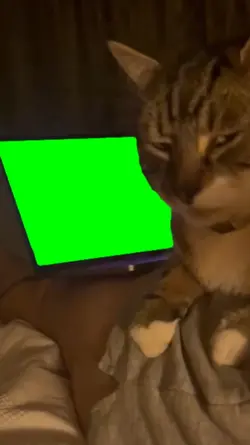 Cat look a laptop