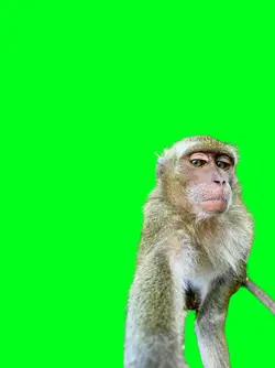 greenscreen kece
