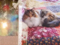 calico kitty ! 