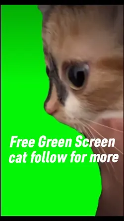 green screen cat