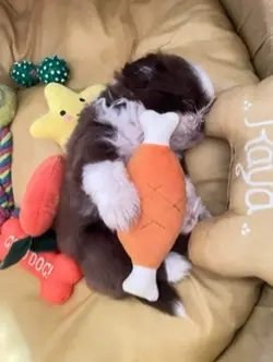 My Sleeping Furbaby