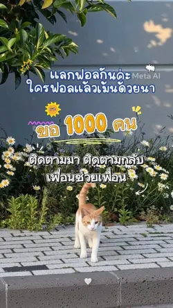 แลกฟอลใน ตต
