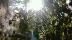 Cinematic Aesthetic 