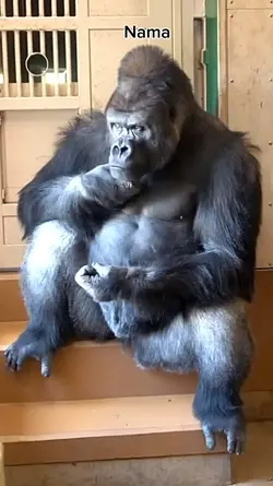 kapan nikah ya
