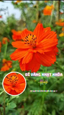 Dĩ vãng nhạt nhòa