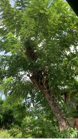 Trimming 