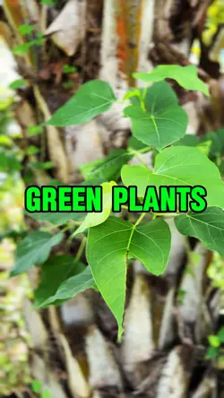 Green plants