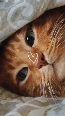 cat lover