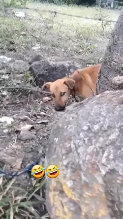 sound anjing viral