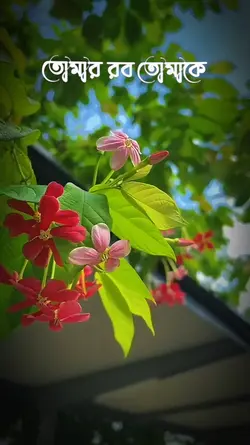 ইসলামিক স্টাটাস ভিডি