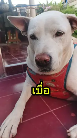 เบื่อ