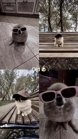 old and now dog🐶