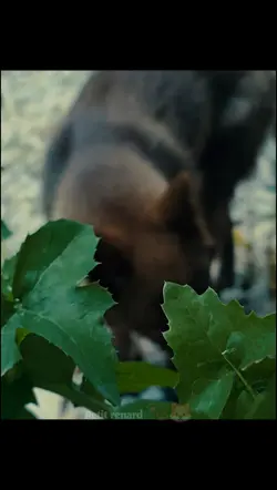 Petit Renard 