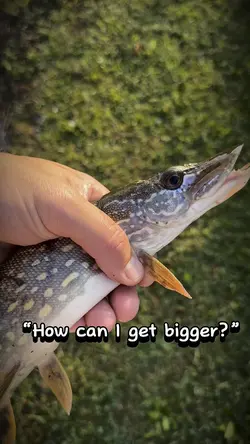 How can I get big