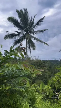 Video Estetik