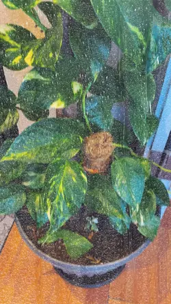 People and Plants