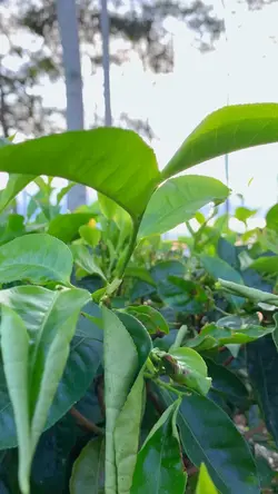🍃
