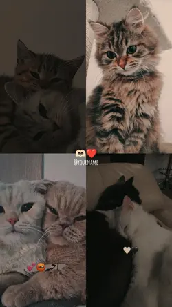 4 pic overlay 