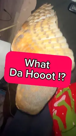 Owl dancing 