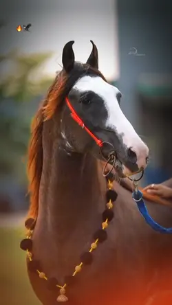 Ni Sultan Ni