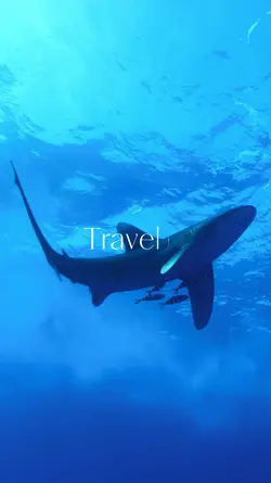 traveler