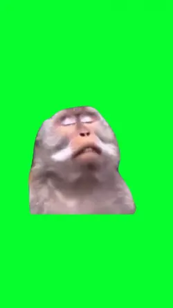 MONKEY PRAYING