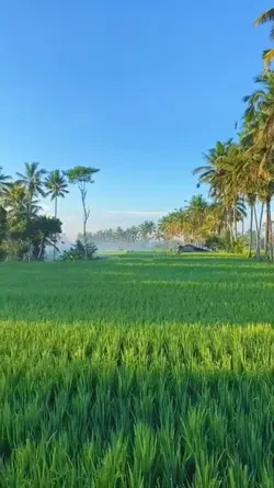 Pagi aesthetic