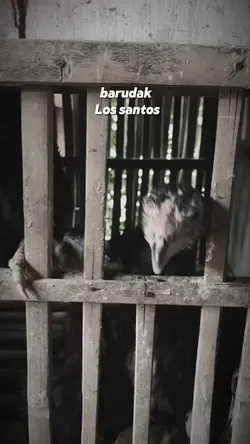 Barudak los santos 