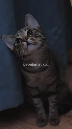 Pepujan atiku