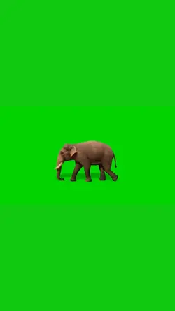 gajah greenscreen