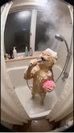 Cat bath