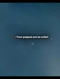 My puppys