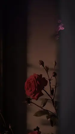 پشتو سندره