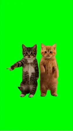 Dancing Kittens