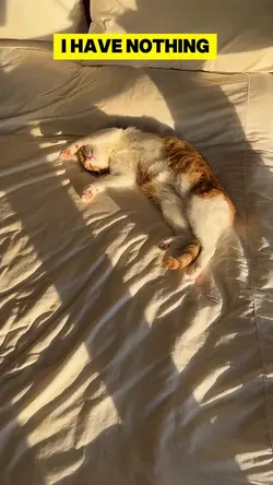 cat cute