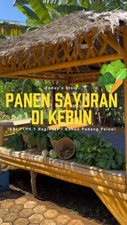 Panen sayur di kebun