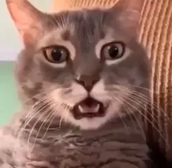 memes
