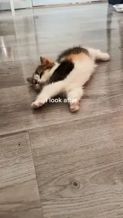 cat